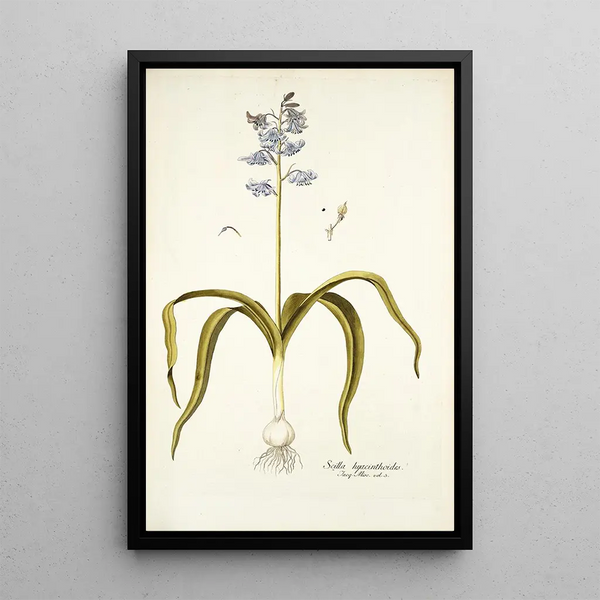 Scilla hyacinthoides - Nikolaus Joseph Freiherr von Jacquin — quadro incorniciato alla parete