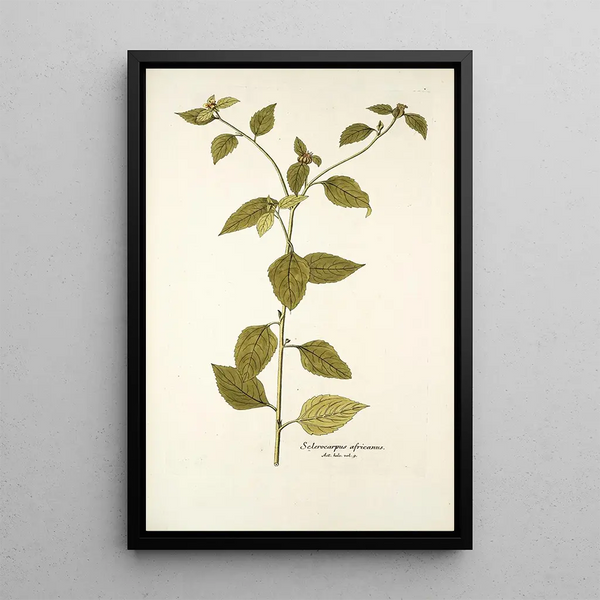Sclerocarpus africanus - Nikolaus Joseph Freiherr von Jacquin — quadro incorniciato alla parete