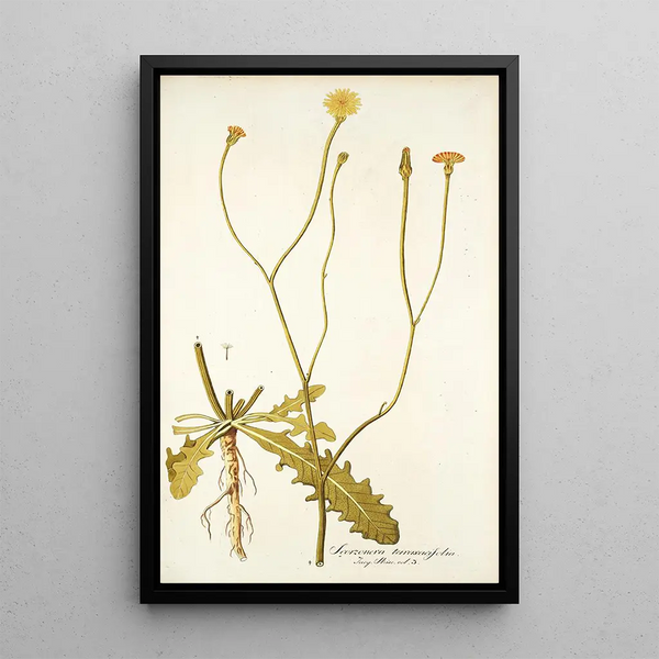 Scorzonera taraxacifolia - Nikolaus Joseph Freiherr von Jacquin — quadro incorniciato alla parete