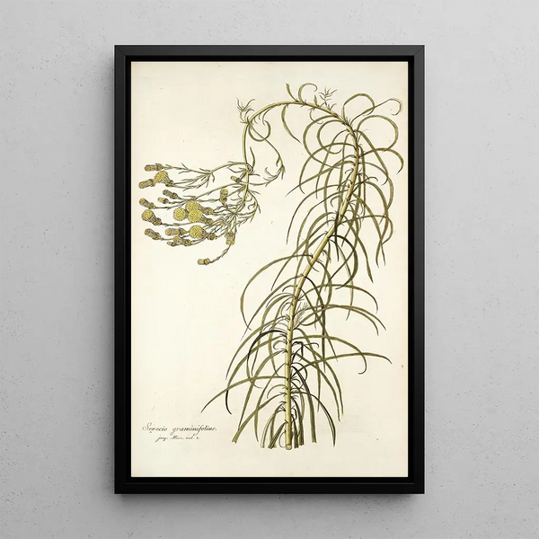 Senecio graminifolius - Nikolaus Joseph Freiherr von Jacquin — quadro incorniciato alla parete