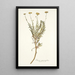Senecio rosmarinifolius - Nikolaus Joseph Freiherr von Jacquin — quadro incorniciato alla parete