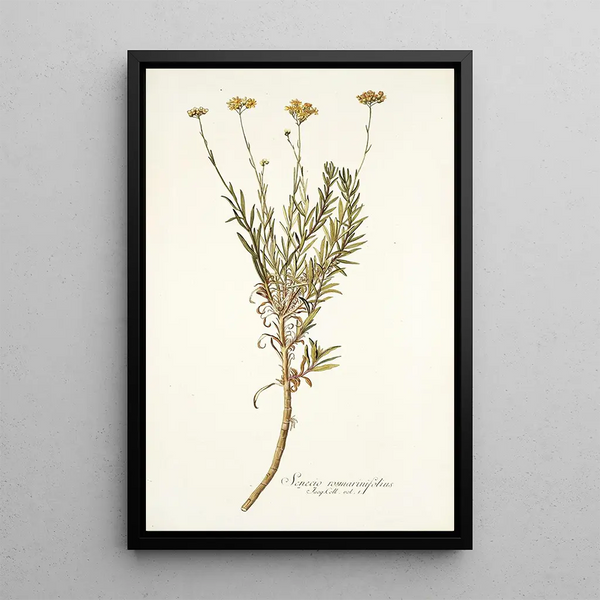 Senecio rosmarinifolius - Nikolaus Joseph Freiherr von Jacquin — quadro incorniciato alla parete