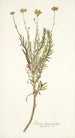 Senecio rosmarinifolius - Nikolaus Joseph Freiherr von Jacquin — vista dell’opera