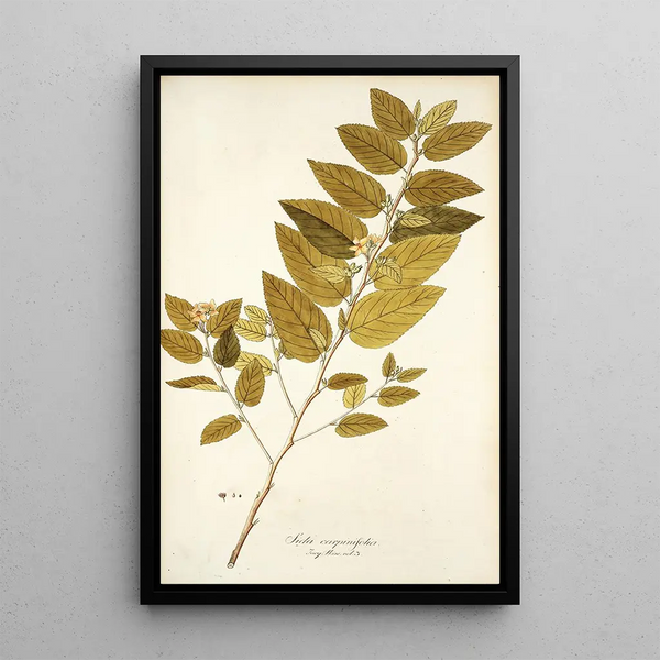 Sida carpinifolia - Nikolaus Joseph Freiherr von Jacquin — quadro incorniciato alla parete