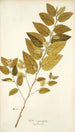 Sida carpinifolia - Nikolaus Joseph Freiherr von Jacquin — vista dell’opera