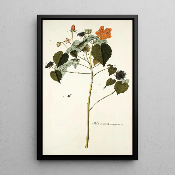 Sida mauritiana - Nikolaus Joseph Freiherr von Jacquin — quadro incorniciato alla parete