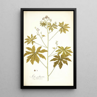 Nikolaus Joseph Freiherr von Jacquin - Sida palmata.webp