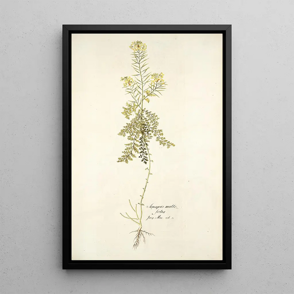 Sinapis millefolia - Nikolaus Joseph Freiherr von Jacquin — quadro incorniciato alla parete