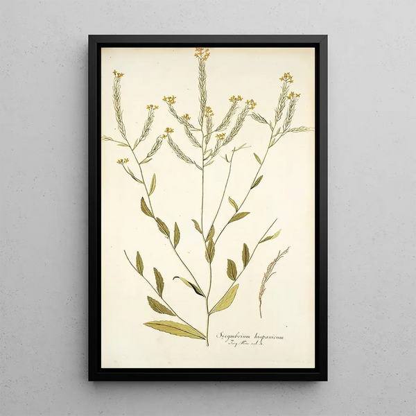 Sisymbrium hispanicum - Nikolaus Joseph Freiherr von Jacquin — quadro incorniciato alla parete