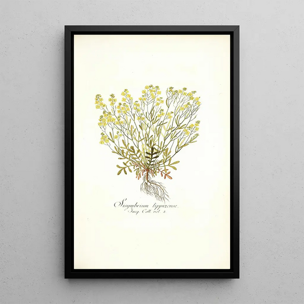 Sisymbrium lippizense - Nikolaus Joseph Freiherr von Jacquin — quadro incorniciato alla parete
