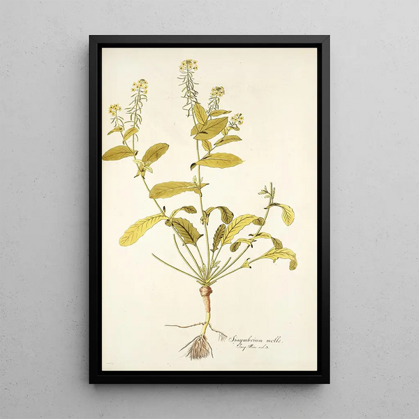 Sisymbrium molle - Nikolaus Joseph Freiherr von Jacquin — quadro incorniciato alla parete