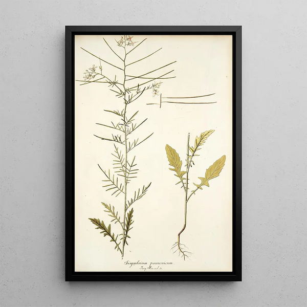 Sisymbrium pannonicum - Nikolaus Joseph Freiherr von Jacquin — quadro incorniciato alla parete