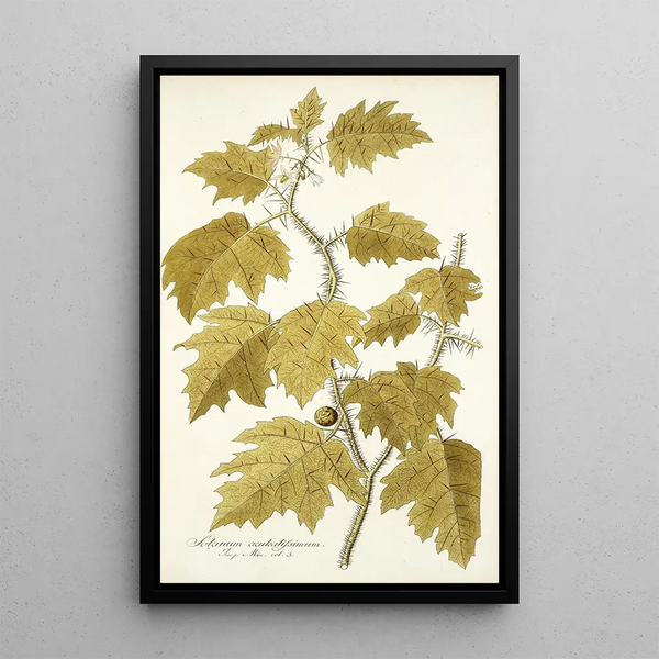 Solanum aculeatissimum - Nikolaus Joseph Freiherr von Jacquin — quadro incorniciato alla parete