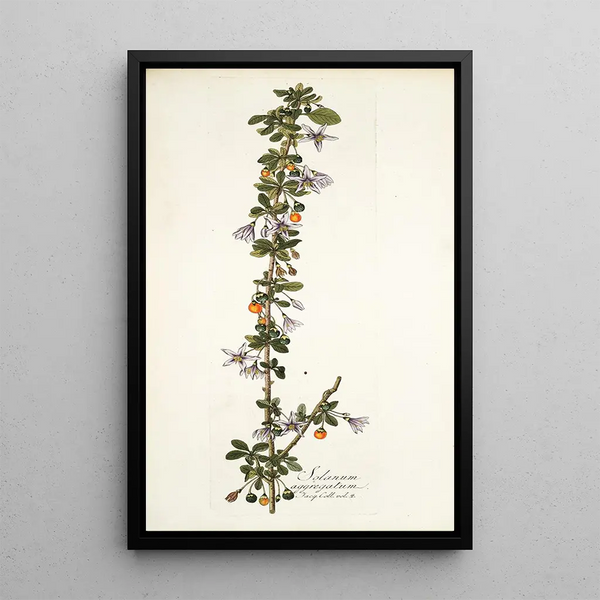 Solanum aggregatum - Nikolaus Joseph Freiherr von Jacquin — quadro incorniciato alla parete