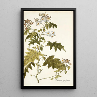 Nikolaus Joseph Freiherr von Jacquin - Solanum carolinense.webp