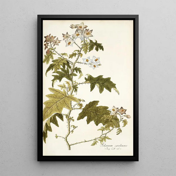 Solanum carolinense - Nikolaus Joseph Freiherr von Jacquin — quadro incorniciato alla parete