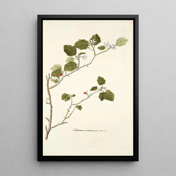 Solanum coccineum - Nikolaus Joseph Freiherr von Jacquin | Reproduction — quadro incorniciato alla parete