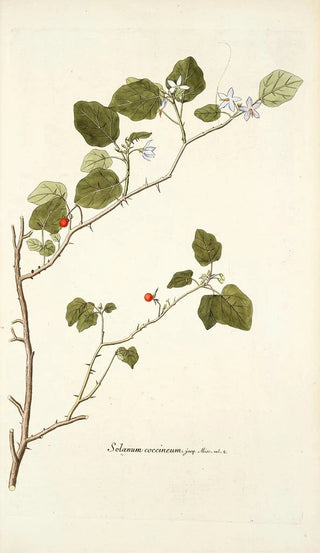 Nikolaus Joseph Freiherr von Jacquin - Solanum coccineum.webp