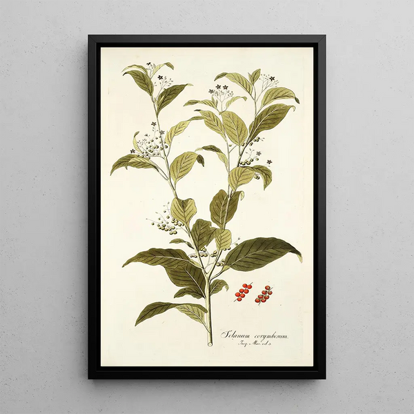 Solanum corymbosum - Nikolaus Joseph Freiherr von Jacquin — quadro incorniciato alla parete