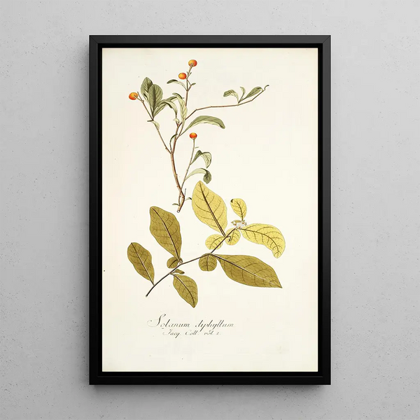 Solanum diphyllum - Nikolaus Joseph Freiherr von Jacquin — quadro incorniciato alla parete
