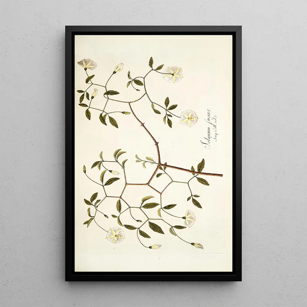 Solanum fugax - Nikolaus Joseph Freiherr von Jacquin — quadro incorniciato alla parete