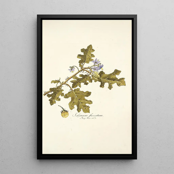 Solanum fuscatum - Nikolaus Joseph Freiherr von Jacquin — quadro incorniciato alla parete