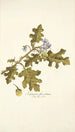 Solanum fuscatum - Nikolaus Joseph Freiherr von Jacquin — vista dell’opera