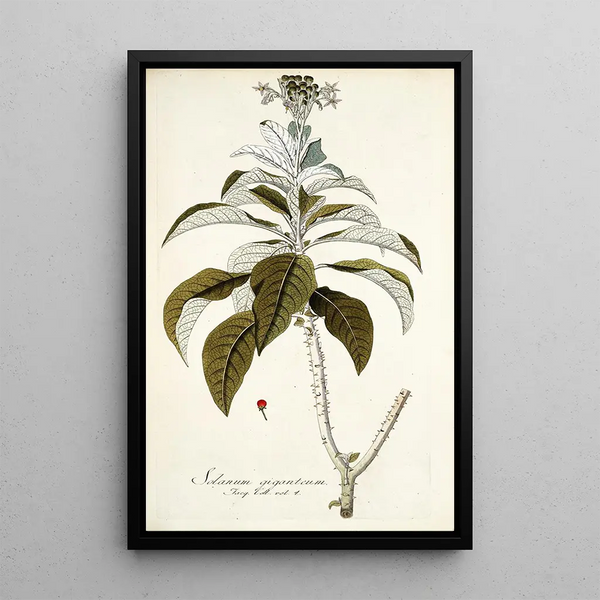 Solanum giganteum - Nikolaus Joseph Freiherr von Jacquin — quadro incorniciato alla parete