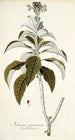 Solanum giganteum - Nikolaus Joseph Freiherr von Jacquin — vista dell’opera