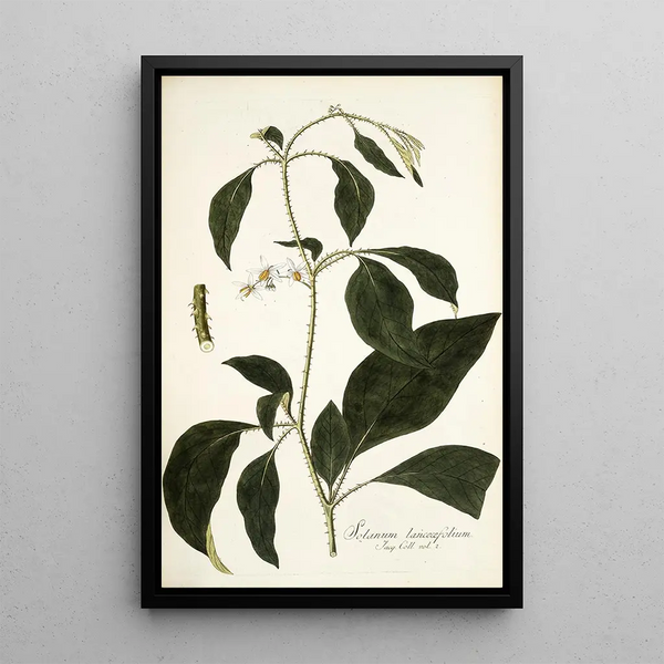 Solanum lanceaefolium - Nikolaus Joseph Freiherr von Jacquin — quadro incorniciato alla parete