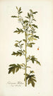Solanum milleri - Nikolaus Joseph Freiherr von Jacquin — vista dell’opera