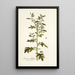 Solanum milleri - Nikolaus Joseph Freiherr von Jacquin — quadro incorniciato alla parete