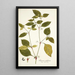 Solanum nodiflorum - Nikolaus Joseph Freiherr von Jacquin — quadro incorniciato alla parete