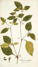 Solanum nodiflorum - Nikolaus Joseph Freiherr von Jacquin — vista dell’opera
