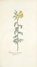 Solanum peruvianum - Nikolaus Joseph Freiherr von Jacquin — vista dell’opera
