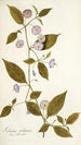Solanum stellatum - Nikolaus Joseph Freiherr von Jacquin — vista dell’opera