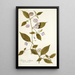 Solanum stellatum - Nikolaus Joseph Freiherr von Jacquin — quadro incorniciato alla parete