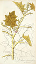 Solanum stramonifolium - Nikolaus Joseph Freiherr von Jacquin — vista dell’opera