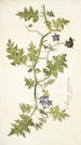 Solanum virginianum - Nikolaus Joseph Freiherr von Jacquin — vista dell’opera