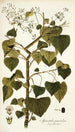 Spananthe paniculata - Nikolaus Joseph Freiherr von Jacquin — vista dell’opera