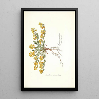 Nikolaus Joseph Freiherr von Jacquin - Spartium decumbens.webp