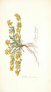 Spartium decumbens - Nikolaus Joseph Freiherr von Jacquin — vista dell’opera