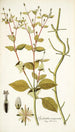 Spilanthus exasperata - Nikolaus Joseph Freiherr von Jacquin — vista dell’opera