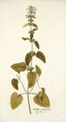 Stachys canariensis - Nikolaus Joseph Freiherr von Jacquin | Reproduction — vista dell’opera