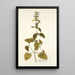 Stachys canariensis - Nikolaus Joseph Freiherr von Jacquin | Reproduction — quadro incorniciato alla parete