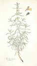 Stachys rugosa - Nikolaus Joseph Freiherr von Jacquin — vista dell’opera