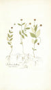 Stellaria bulbosa - Nikolaus Joseph Freiherr von Jacquin — vista dell’opera