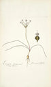 Strumaria filifolia - Nikolaus Joseph Freiherr von Jacquin — vista dell’opera