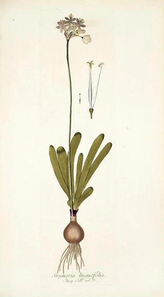 Nikolaus Joseph Freiherr von Jacquin - Strumaria linguaefolia.webp