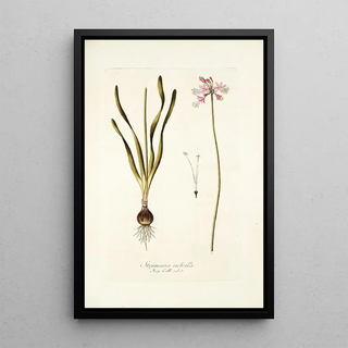 Nikolaus Joseph Freiherr von Jacquin - Strumaria rubella.webp